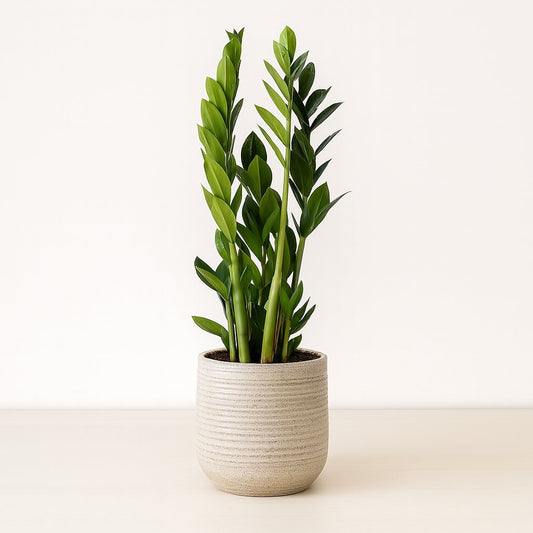 Zamioculcas Zamiifolia - 65cm