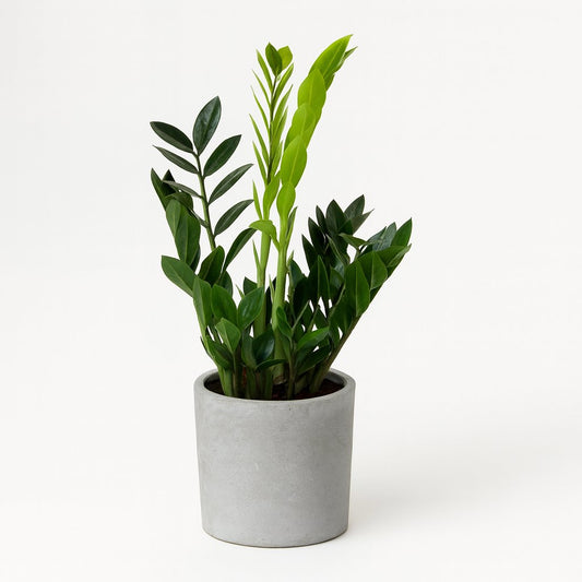 Zamioculcas Zamiifolia - 65cm