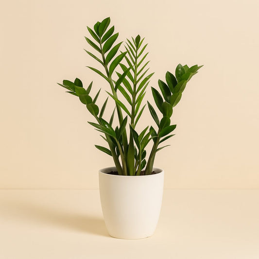 Zamioculcas Zamiifolia - 70cm