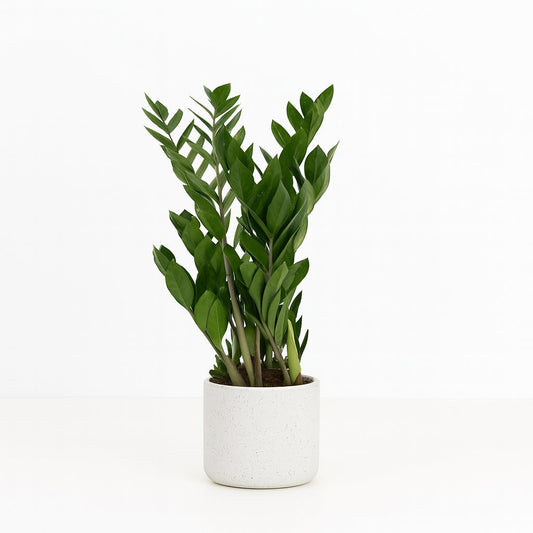 Zamioculcas Zamiifolia - 70cm