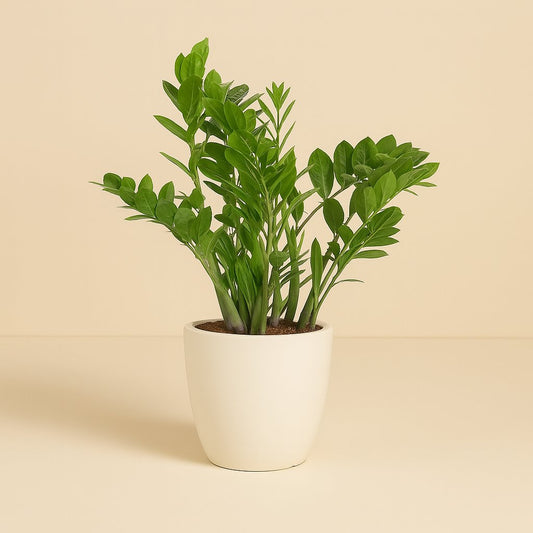 Zamioculcas Zamiifolia - 70cm