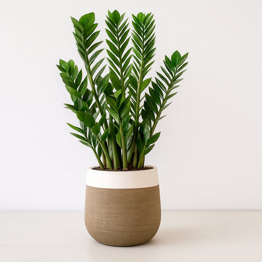 Zamioculcas Zamiifolia - 95cm