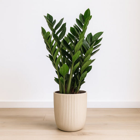 Zamioculcas Zamiifolia - 95cm