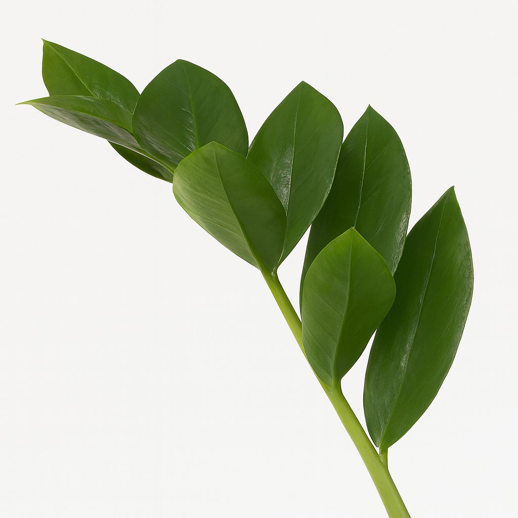 Zamioculcas - 65cm
