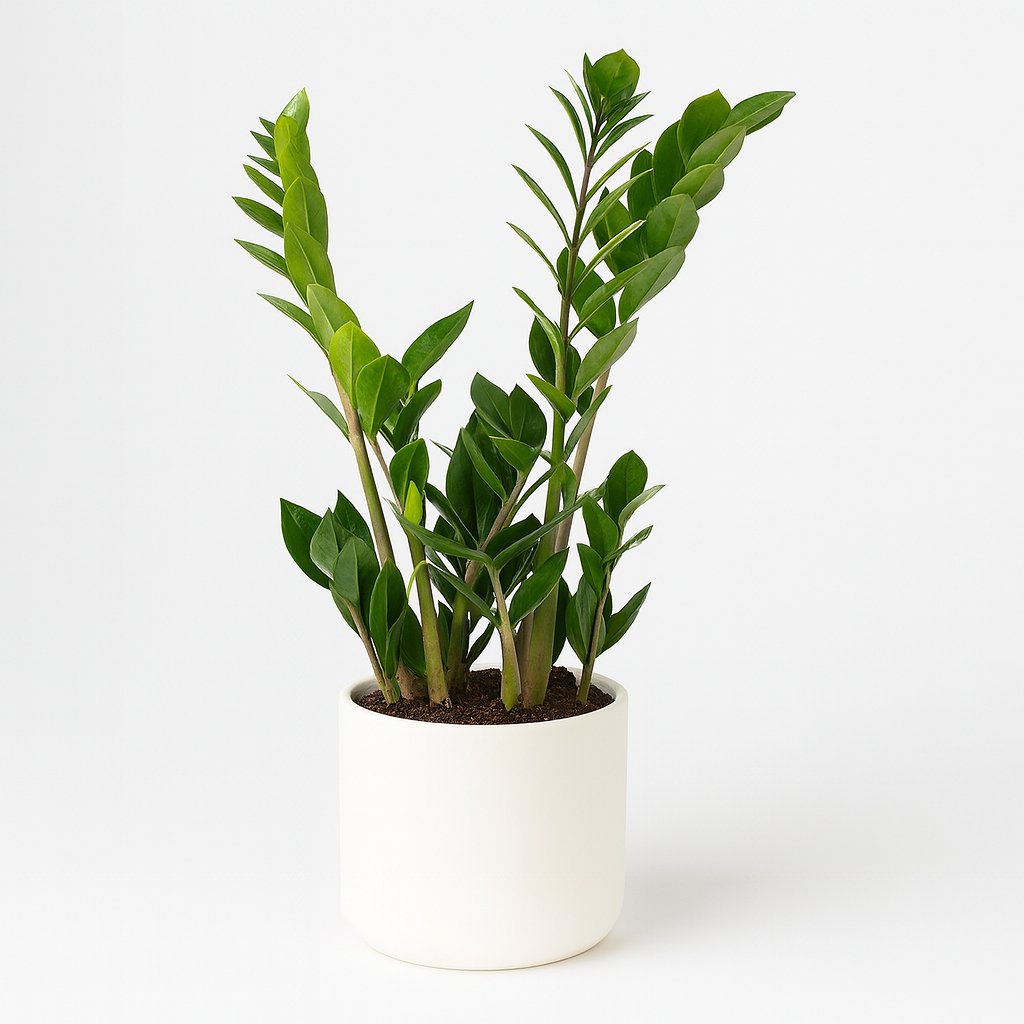 Zamioculcas Zamiifolia - 45cm in einem modernen Studio mit modernem Topf