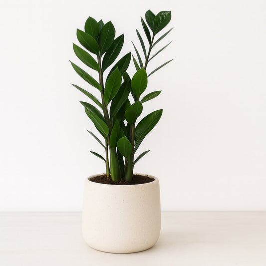 Zamioculcas Zamiifolia - 55cm