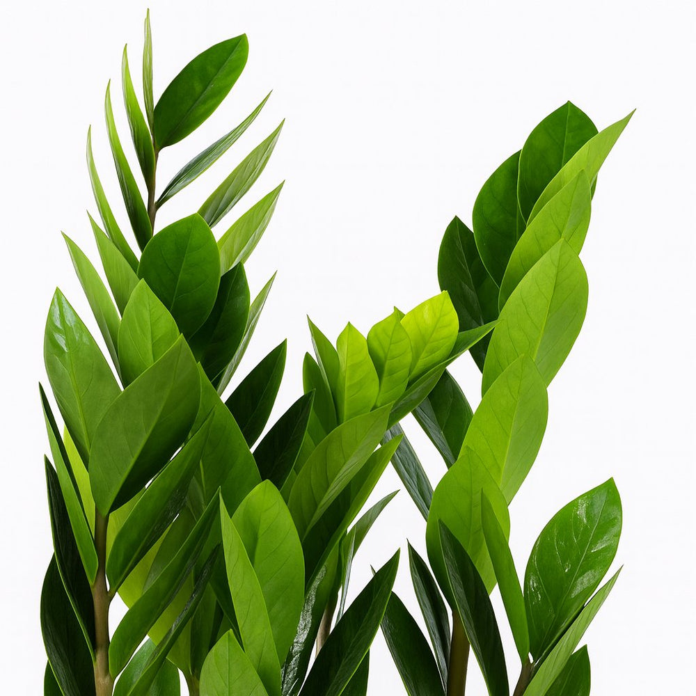 Zamioculcas 55cm Nahaufnahme