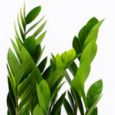 Zamioculcas 55cm Nahaufnahme