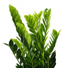 Zamioculcas 95cm Nahaufnahme