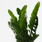 Zamioculcas 80cm Nahaufnahme