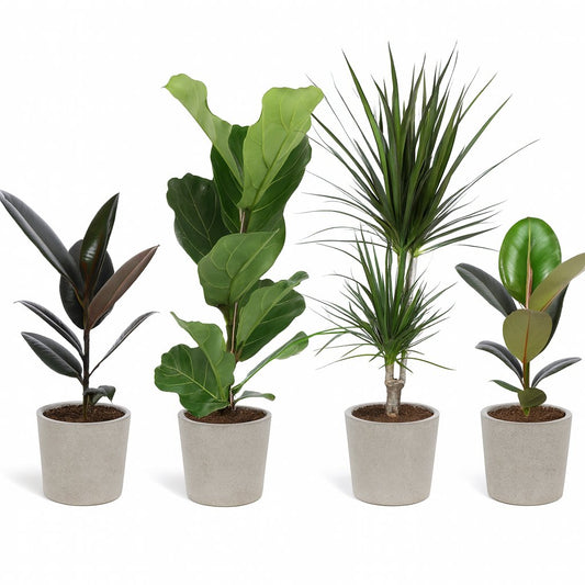 Zimmerpflanzen-Set "Ficus Vibes" - 4 Stück - 55-75cm
