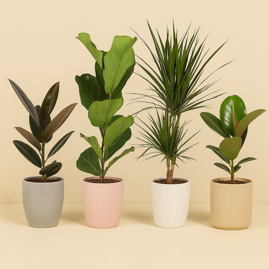 Zimmerpflanzen-Set "Ficus Vibes" - 4 Stück - 55-75cm