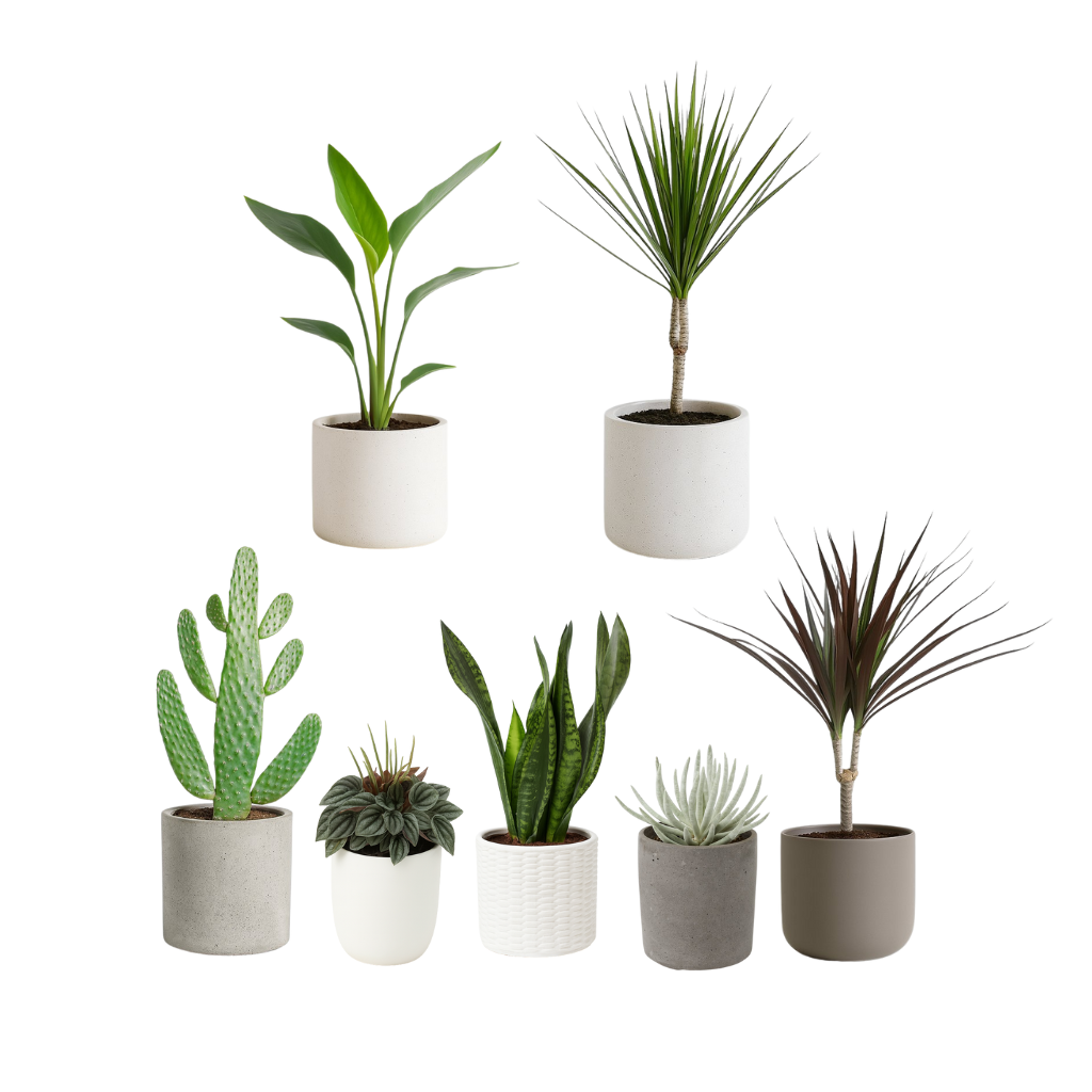 Zimmerpflanzen Südfenster (groß)