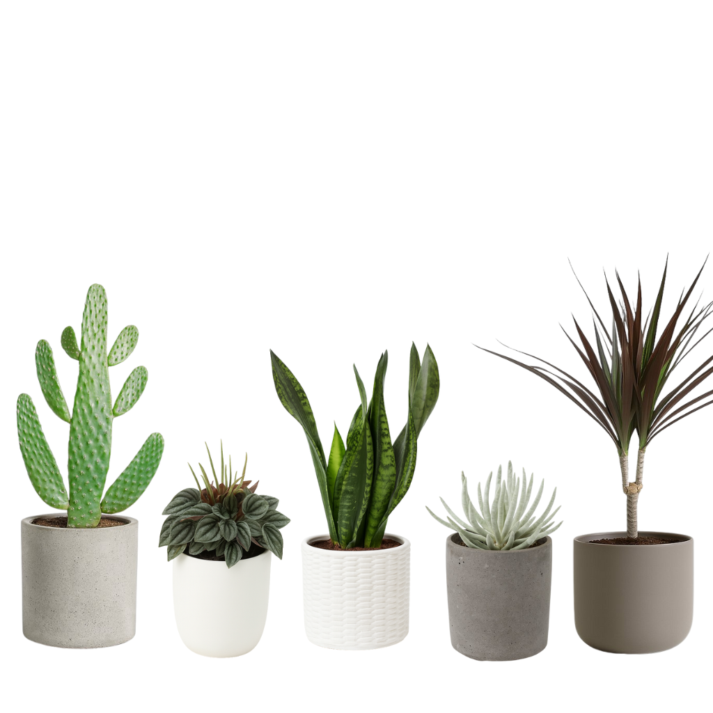 Zimmerpflanzen Südfenster (mittel)