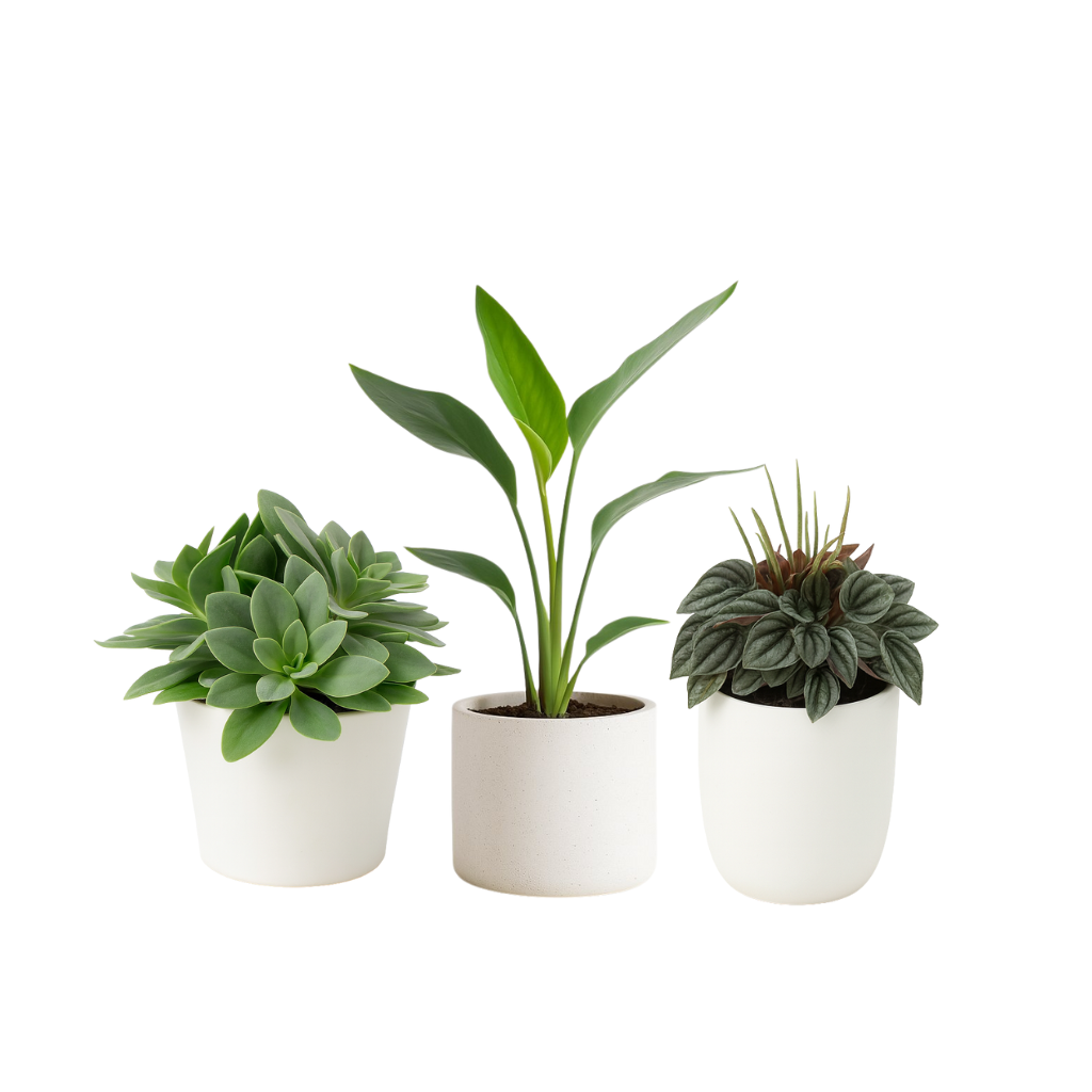 Zimmerpflanzen für Südfenster mit Heizung