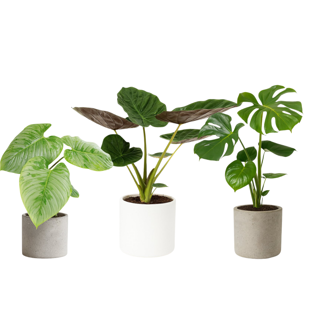 Zimmerpflanzen mit großen Blättern (Set 1)