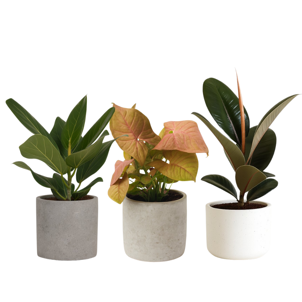 Zimmerpflanzen mit großen Blättern (Set 2)