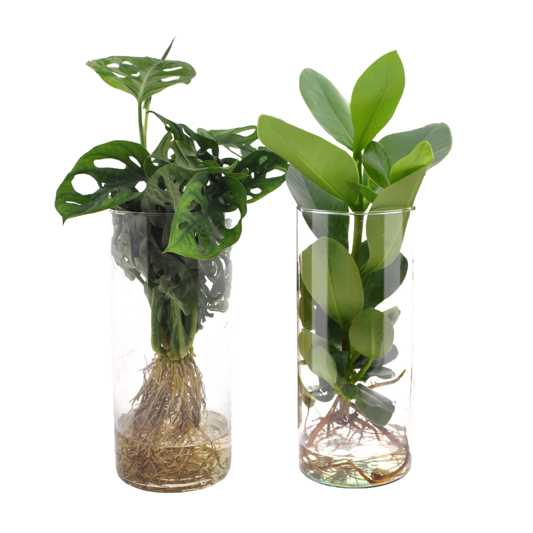 Zylinder-Glas Duo Monstera/Clusia - 2 Stück - 25-40cm