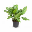 Aglaonema B.J, Freedman