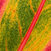 Aglaonema Crete 30cm Nahaufnahme