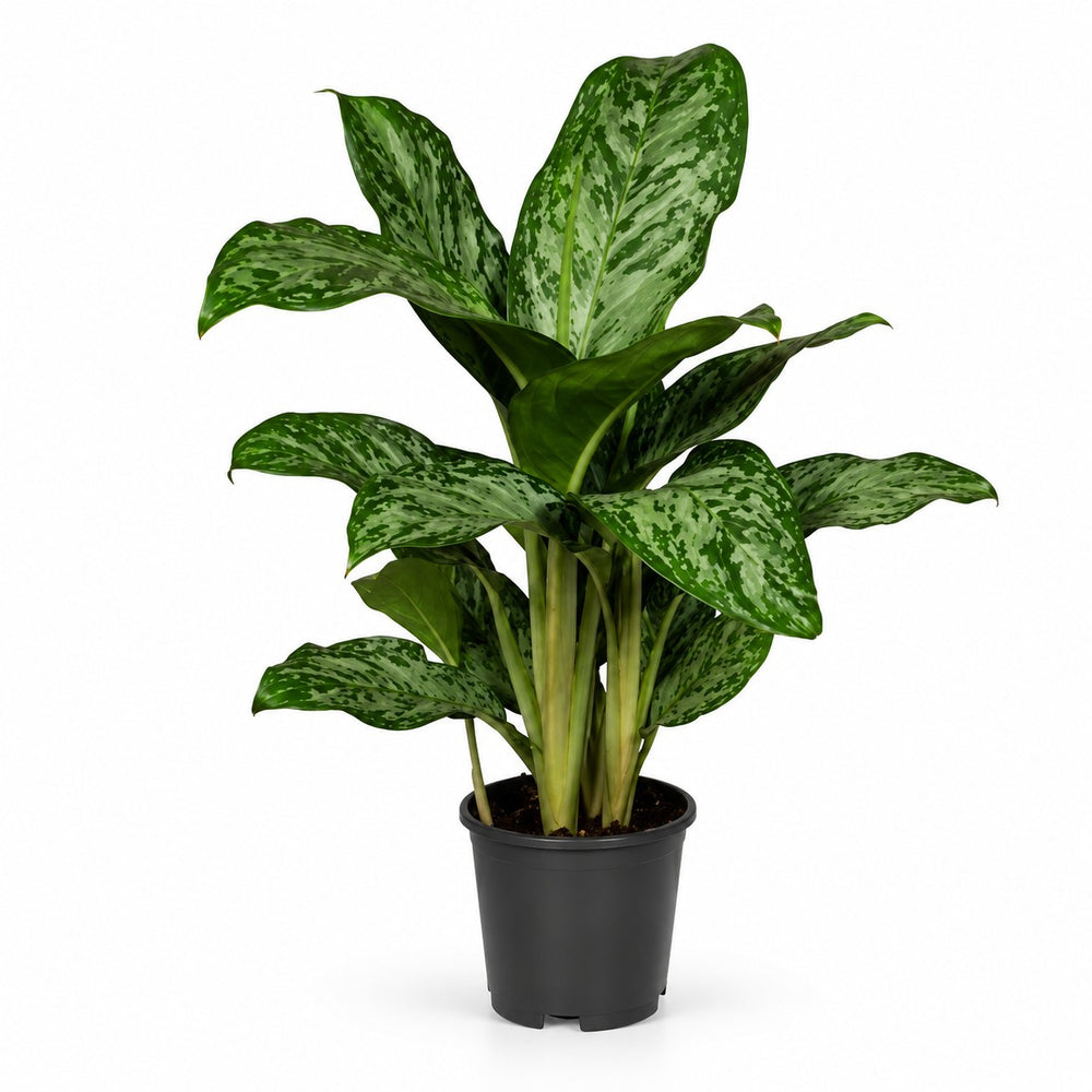 Aglaonema Greenlight - 60cm im Kulturtopf