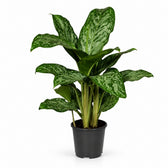 Aglaonema Greenlight - 60cm im Kulturtopf