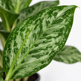 Aglaonema Greenlight, Nahaufnahme Blatt