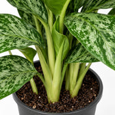 Aglaonema Greenlight, Nahaufnahme Wuchs und Triebansatz