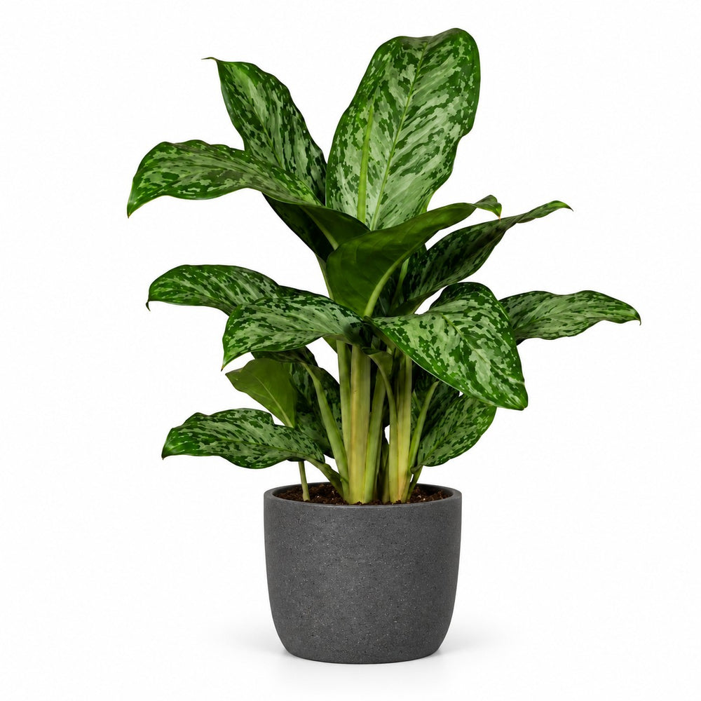 Aglaonema Greenlight - 60cm, Stylingbeispiel im Übertopf (Übertopf nicht enthalten)