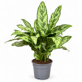 Aglaonema Romeo - 60cm im Kulturtopf