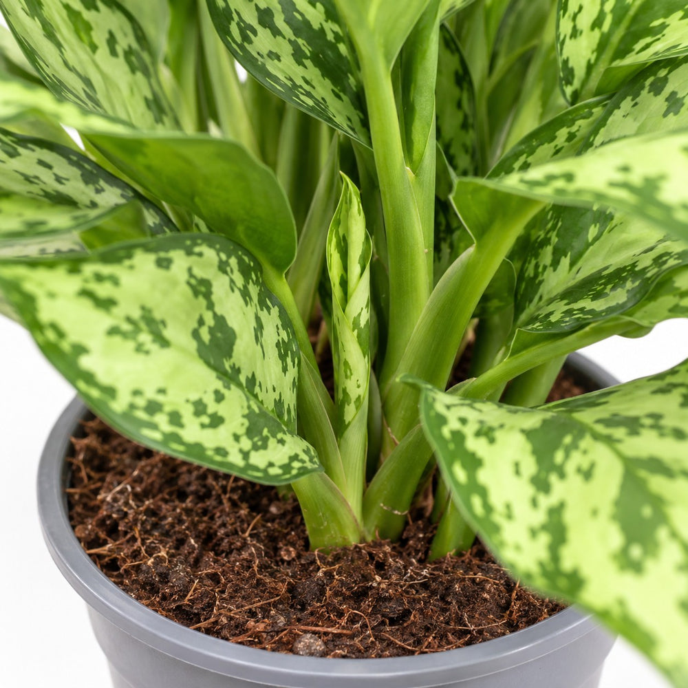 Aglaonema Romeo, Nahaufnahme Wuchs und Triebansatz