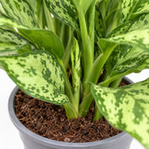Aglaonema Romeo, Nahaufnahme Wuchs und Triebansatz