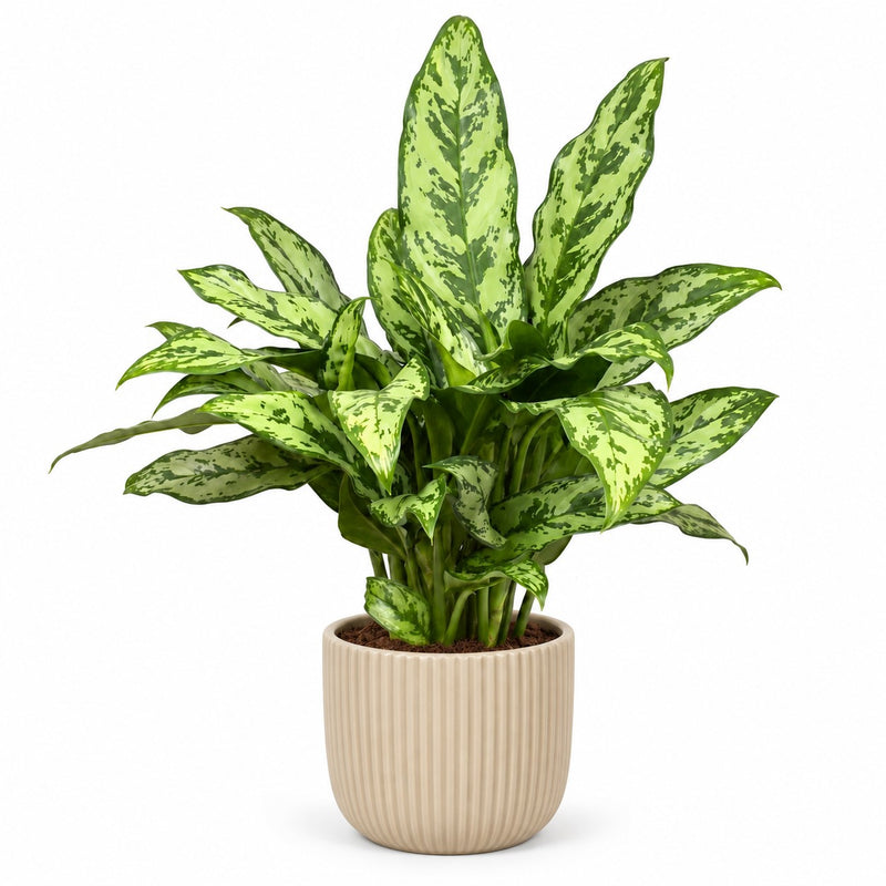 Aglaonema Romeo - 60cm Detail