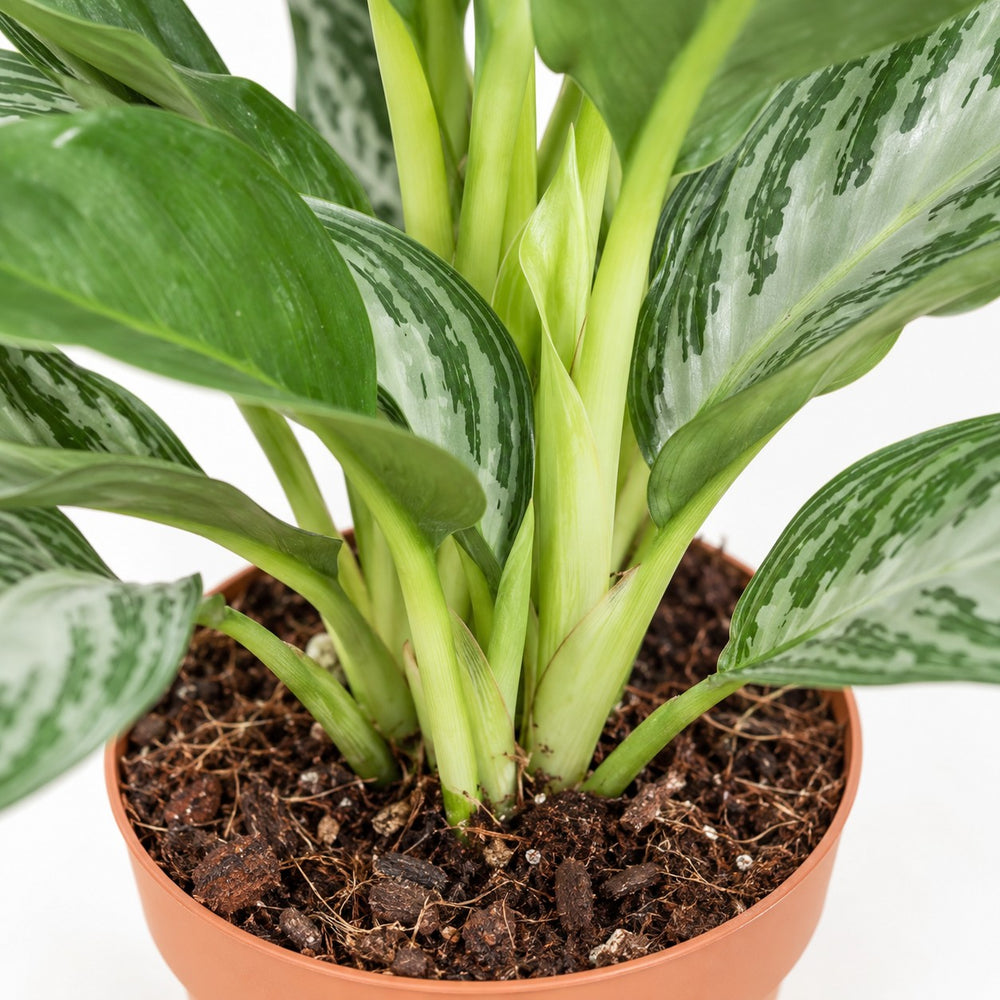 Aglaonema Silver Bay (55cm, Ø17cm), Nahaufnahme Wuchs und Triebansatz