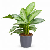 Aglaonema Silver Bay (80cm, Ø21cm) im Kulturtopf