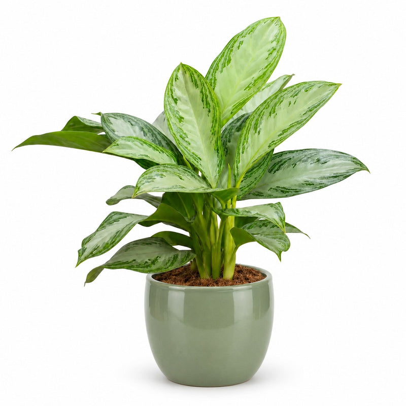 Aglaonema Silver Bay Detail