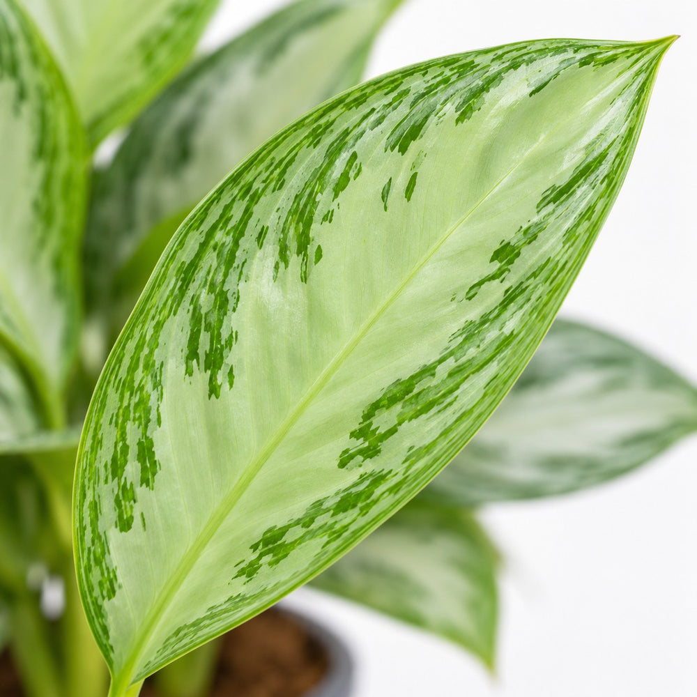 Aglaonema Silver Bay, Nahaufnahme Blatt