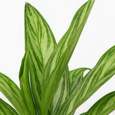Aglaonema Silver Queen 45cm Nahaufnahme