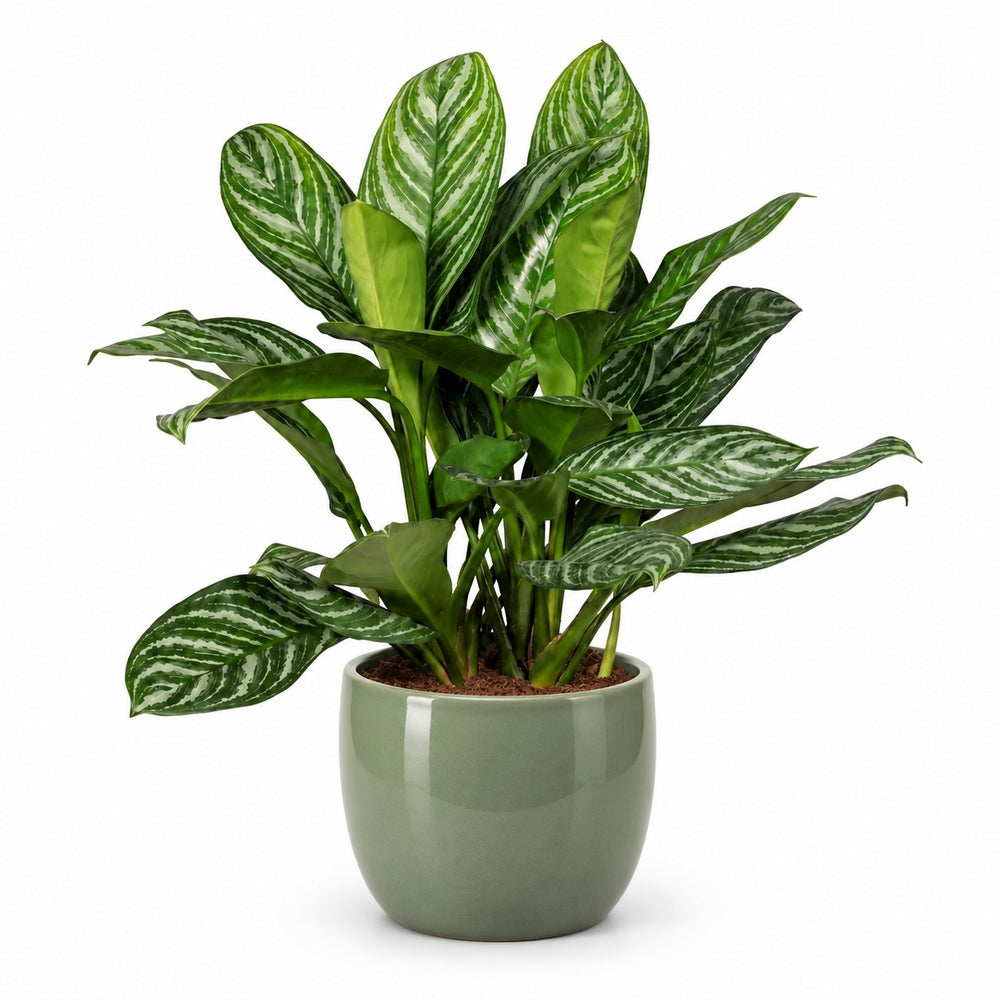 Aglaonema Stripes (80cm, Ø21cm), Stylingbeispiel im Übertopf (Übertopf nicht enthalten)