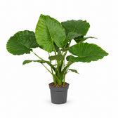 Alocasia Gageana California (80cm, Ø21cm) im Kulturtopf