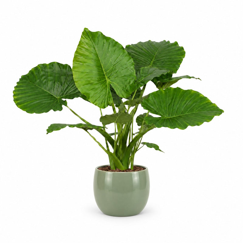 Alocasia Gageana California Detail