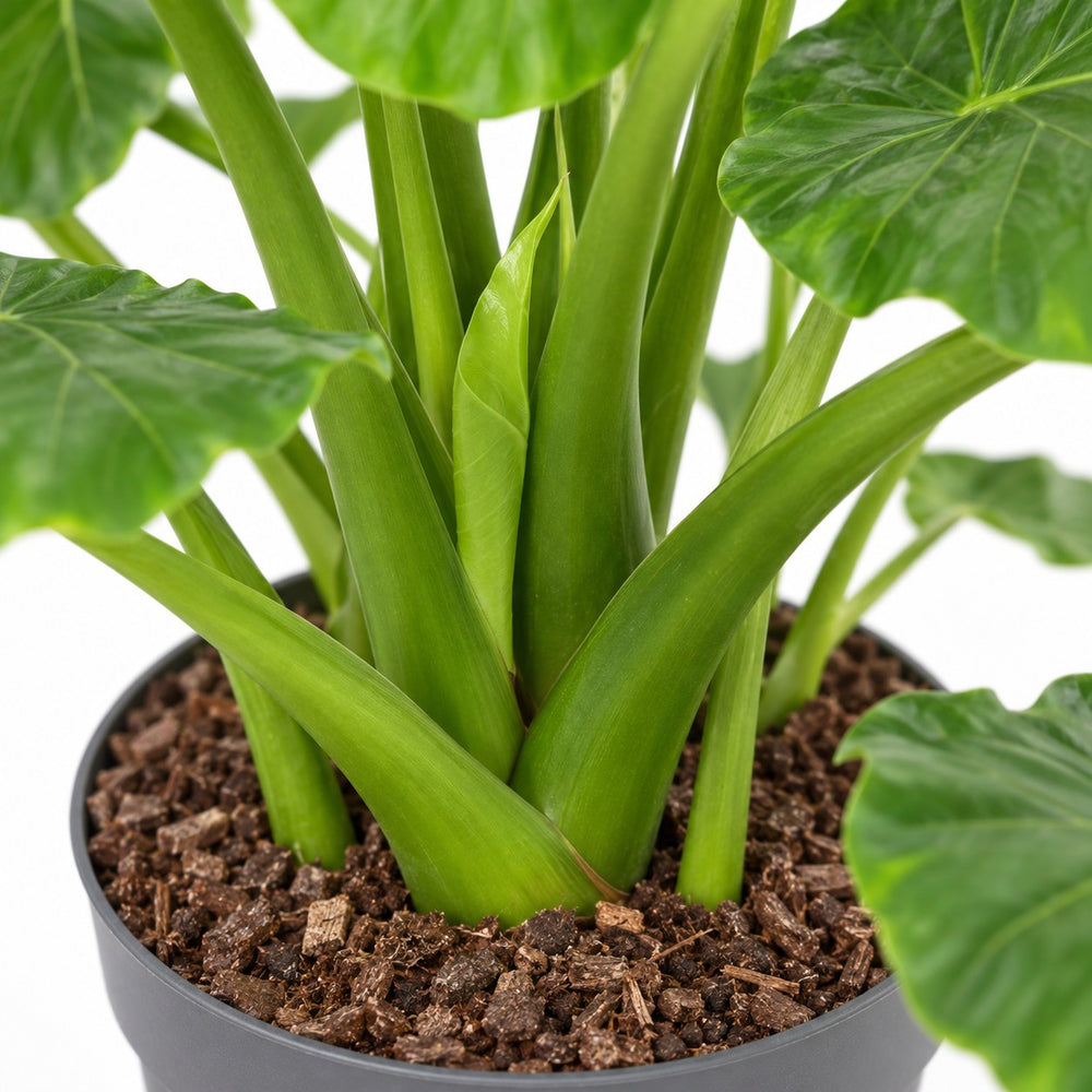 Alocasia Gageana California, Nahaufnahme Wuchs und Triebansatz