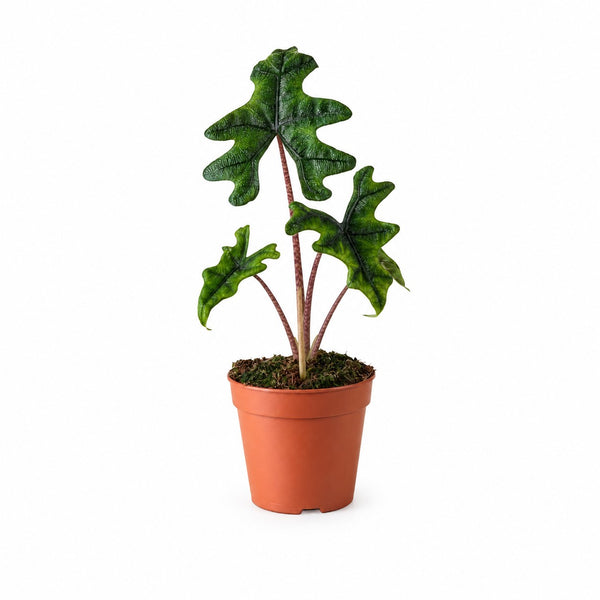 Alocasia Jacklyn - 30cm im Kulturtopf