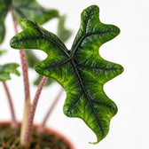 Alocasia Jacklyn, Nahaufnahme Blatt