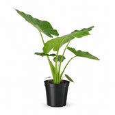 Alocasia Macrorrhiza (70cm, Ø19cm) im Kulturtopf