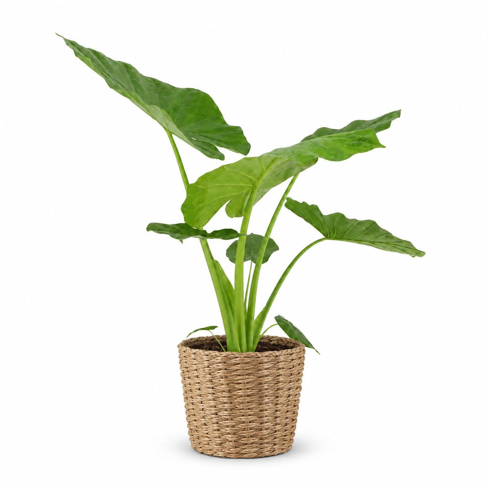 Alocasia Macrorrhiza (70cm, Ø19cm), Stylingbeispiel im Übertopf (Übertopf nicht enthalten)