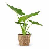 Alocasia Macrorrhiza (70cm, Ø19cm), Stylingbeispiel im Übertopf (Übertopf nicht enthalten)