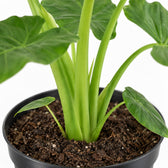 Alocasia Macrorrhiza, Nahaufnahme Wuchs und Triebansatz