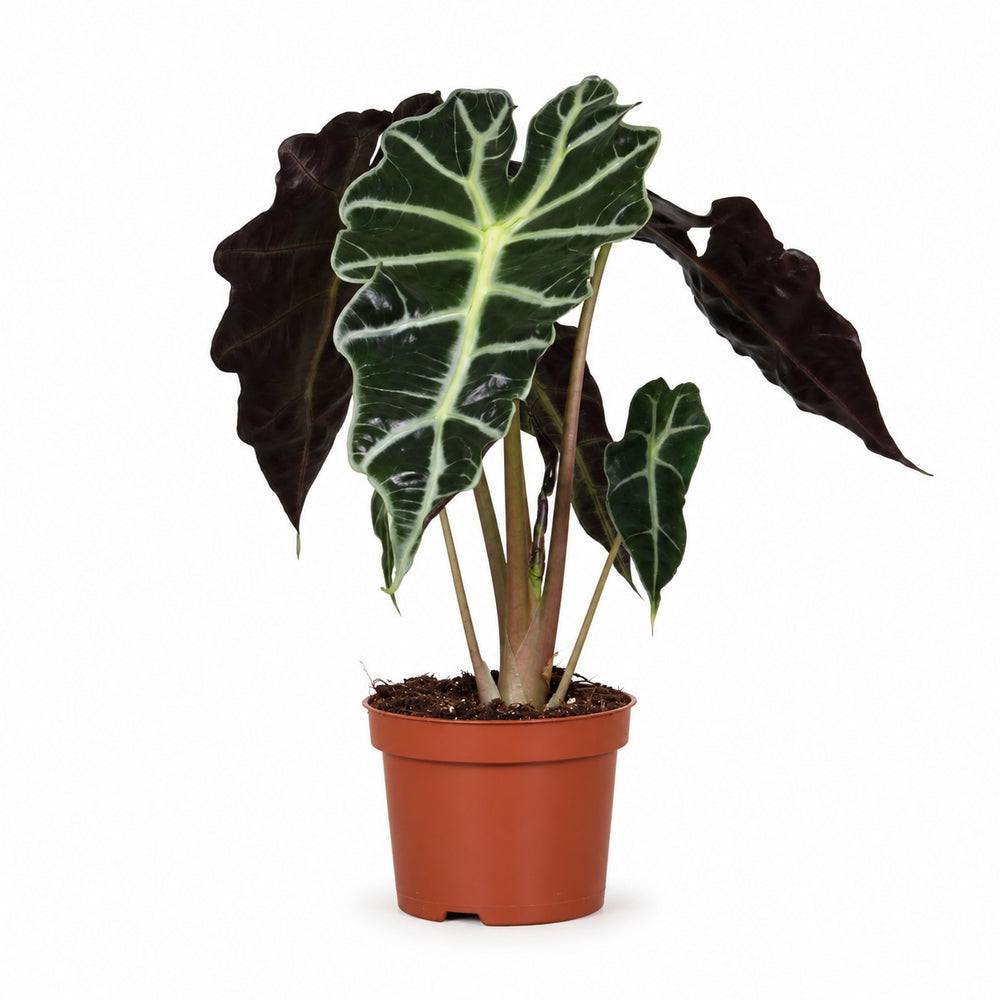 Alocasia Polly (30cm, Ø12cm) im Kulturtopf