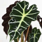 Alocasia Polly (30cm, Ø12cm), Nahaufnahme Blatt